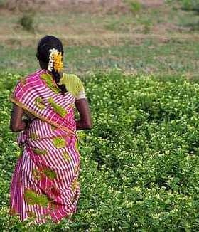 Woman wearing a colorful traditional sari walking through a green field of plants. - Olive Oil Times