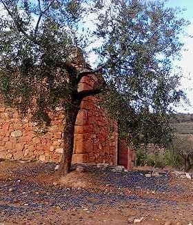 An olive tree growing beside a stone wall in a rural area. - Olive Oil Times