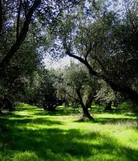Olive trees in a grove with green grass under a clear sky. - Olive Oil Times