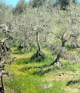 A grove of olive trees with twisted trunks and sparse foliage in a grassy area. - Olive Oil Times
