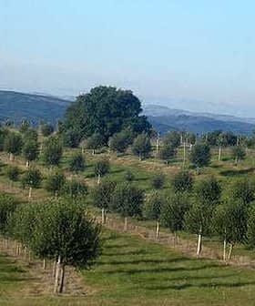 The groves of Uruguayan olive oil producer Finca Babieca