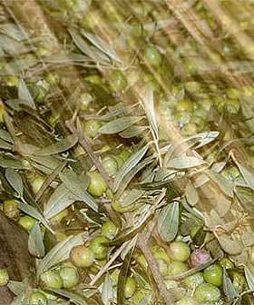 Green olives and olive leaves moving on a conveyor belt during processing. - Olive Oil Times