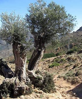 An old olive tree with a thick trunk and green leaves in a mountainous area of Andalusia. - Olive Oil Times