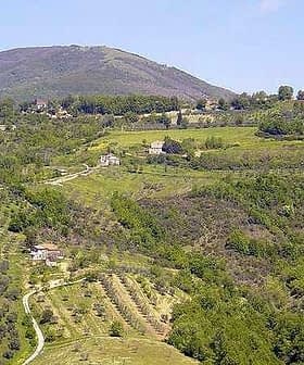 Aerial view of olive groves and rolling hills in a rural Italian landscape. - Olive Oil Times