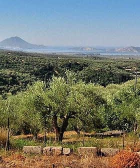 A scenic view of an olive grove in Messinia, featuring numerous olive trees and distant hills. - Olive Oil Times