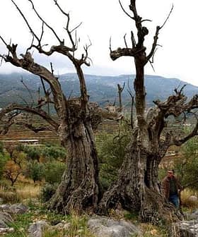An ancient olive tree with twisted branches and a person standing beside it in a natural setting. - Olive Oil Times