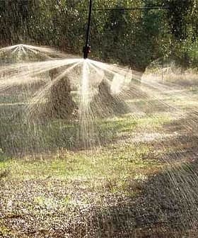 Irrigation system spraying water in an olive grove with trees in the background. - Olive Oil Times