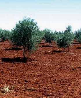 Sign for the World Olive Collection project in an olive tree field with several olive trees visible. - Olive Oil Times