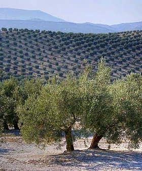 Olive trees arranged in rows on a hillside in an olive grove in Spain. - Olive Oil Times