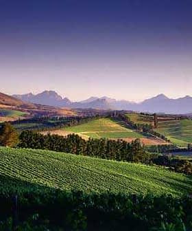 Lush vineyards with rolling hills and mountains in the background in South Africa. - Olive Oil Times