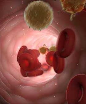 Illustration of blood flow showing red blood cells and white blood cells in a blood vessel. - Olive Oil Times