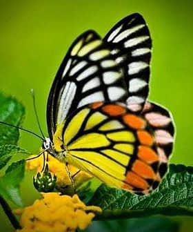 A butterfly with yellow and black wings perched on a flower with green leaves. - Olive Oil Times