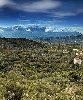 A scenic view of an olive grove landscape in Crete with mountains in the background. - Olive Oil Times