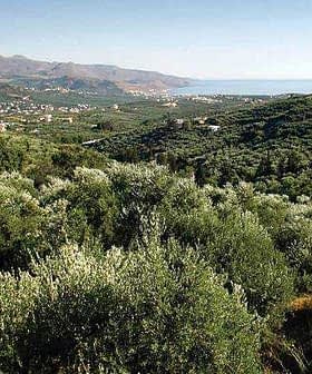 Expansive olive grove landscape in Kolymvari, Crete, with hills and distant sea view. - Olive Oil Times
