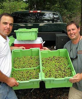 Two men standing beside a truck holding green bins filled with olives. - Olive Oil Times