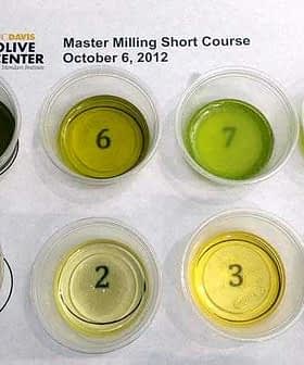 Eight small cups containing different olive oil samples labeled with numbers on a white sheet. - Olive Oil Times