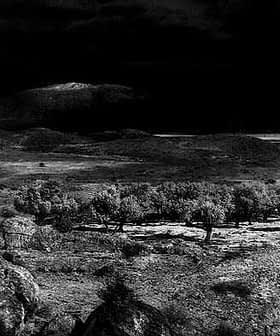 Black and white image of a landscape featuring olive trees and rocky terrain under a dark sky. - Olive Oil Times