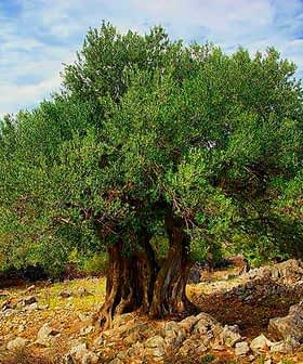 A large olive tree with a thick trunk and dense green foliage in a rocky area. - Olive Oil Times