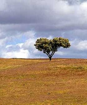 Single tree standing on a grassy hill under a cloudy sky. - Olive Oil Times