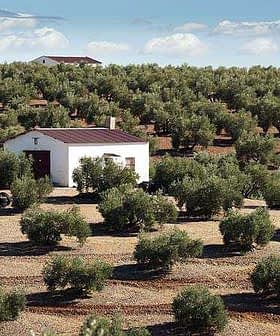 Olive trees arranged in rows with a small white house in the center of the grove. - Olive Oil Times