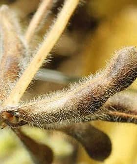 Close-up of soybean pods on a stem, showcasing their brown, fuzzy texture and shape. - Olive Oil Times