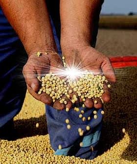 Hands of a person holding soybeans with a pile of soybeans in the background. - Olive Oil Times