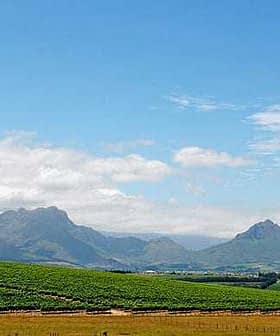Vineyard landscape featuring rows of grapevines and mountains under a blue sky with clouds. - Olive Oil Times