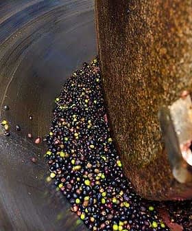 Close-up view of olives being processed in an olive mill with a rotating mechanism. - Olive Oil Times