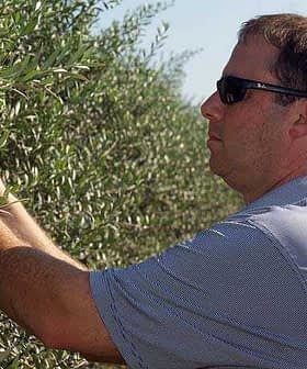 Man wearing sunglasses harvesting olives from an olive tree in a field. - Olive Oil Times