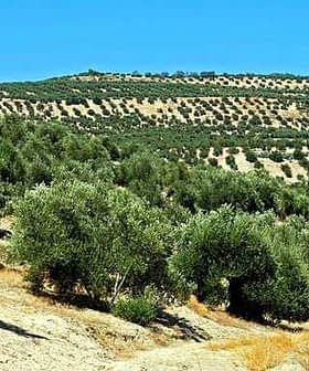 Expansive olive grove with rows of olive trees on a hillside in Andalucia. - Olive Oil Times