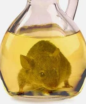A mouse submerged in a glass bottle filled with yellow liquid, resembling oil. - Olive Oil Times