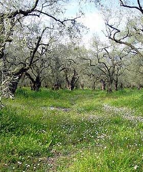 A grove of olive trees with green grass and wildflowers growing in between the trunks. - Olive Oil Times