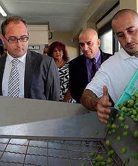 A worker pouring olives from a container onto a processing table in a facility in Malta. - Olive Oil Times