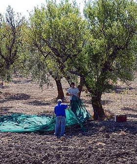 Two individuals working in an olive grove, preparing to harvest olives with green tarps. - Olive Oil Times
