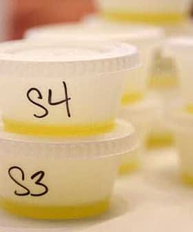 Small plastic containers labeled S3 and S4 filled with olive oil samples. - Olive Oil Times