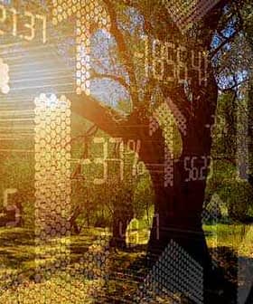 An olive tree with a digital financial graph overlay showing various statistics and trends. - Olive Oil Times