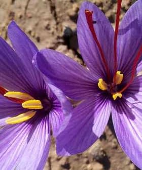 Two purple saffron flowers with yellow and red stamens against a neutral background. - Olive Oil Times