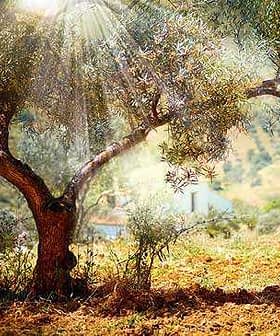 An olive tree with sunlight filtering through its leaves in a natural setting. - Olive Oil Times