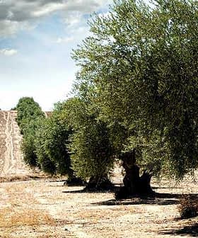 Row of olive trees in a dry, open field with a distant slope in the background. - Olive Oil Times