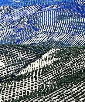 Aerial view of olive tree fields arranged in rows across hilly terrain in Spain. - Olive Oil Times