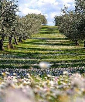 Olive trees arranged in rows on a grassy hillside with flowers in the foreground. - Olive Oil Times