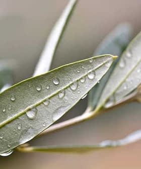 Close-up view of olive leaves with water droplets on their surface. - Olive Oil Times