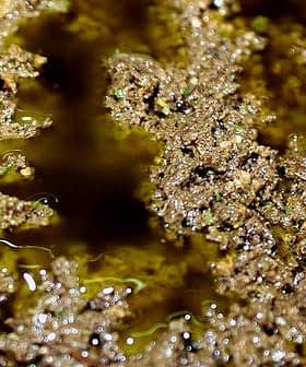 Close-up view of olive oil with a textured surface showing fine particles and oil sheen. - Olive Oil Times