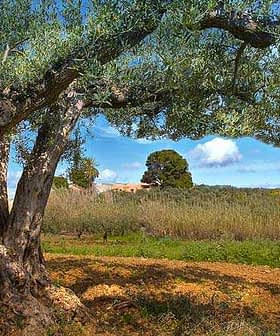 An olive tree with a thick trunk and green leaves in a field under a blue sky. - Olive Oil Times