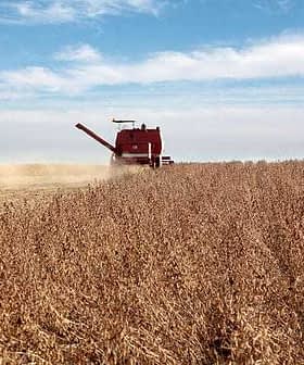 Red combine harvester working in a soybean field during harvest season under a blue sky. - Olive Oil Times
