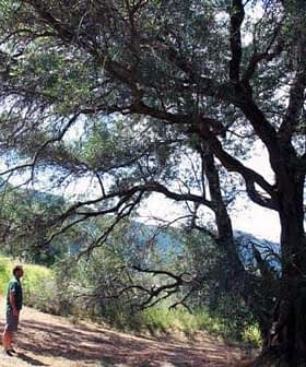 Individual standing under a large olive tree with sprawling branches in a natural setting. - Olive Oil Times
