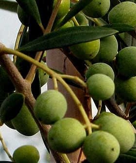 Close-up of green olives growing on a branch with leaves. - Olive Oil Times