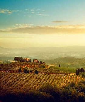 A scenic view of an olive grove landscape in Umbria, featuring rolling hills and a distant farmhouse. - Olive Oil Times