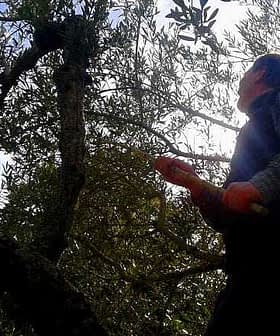 Individual reaching up to harvest olives from an olive tree in a natural setting. - Olive Oil Times