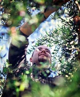 A man reaching up to harvest olives from a tree in a sunny environment. - Olive Oil Times